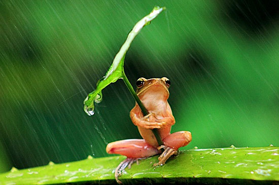 żabki - żabka rana-pioggia.jpg