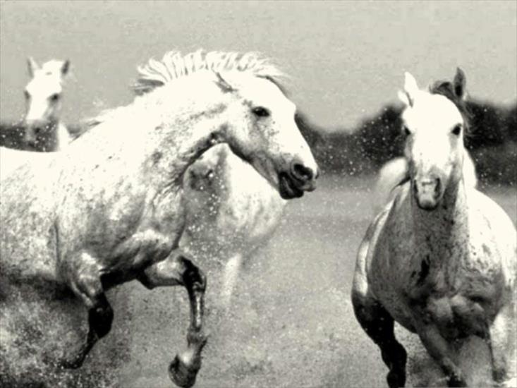 zwierzęta - horses.jpg