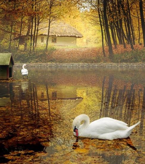 3.Jesienna - 138429-Swan-Lake-In-Autumn.jpeg