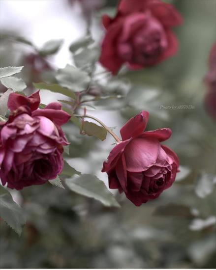 Róża - original5.jpg