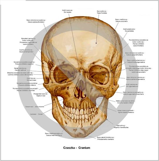 Anatomia - Czaszka człowieka2.jpg