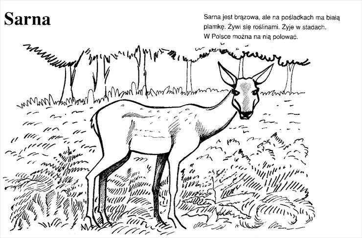 obrazki zwierzęta leśne - Sarna0001.tif