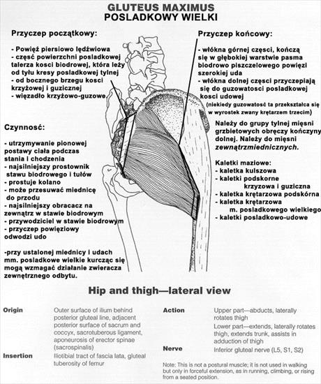 Anatomia - tablice - GluteusMaximus copypośladkowy wielki.jpg
