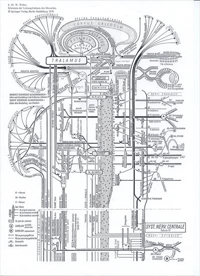 Anatonia - systema-nervosum-centrale.jpg