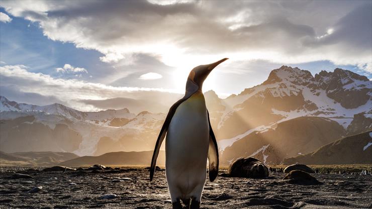 TAPETY - penguin-looking-out-5k-tj-5120x2880.jpg